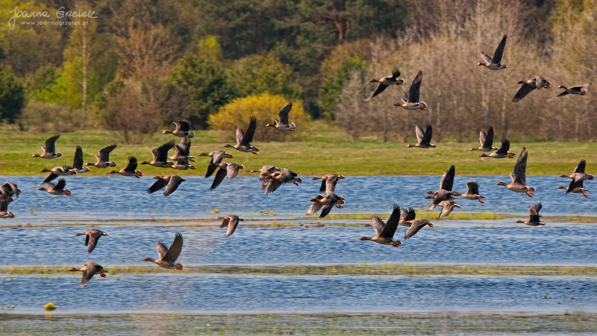 071_Biebrza - kwiecien 2011.jpg